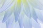 USA, Washington State, Seabeck. White dahlia flower pedals close-up. Art Print